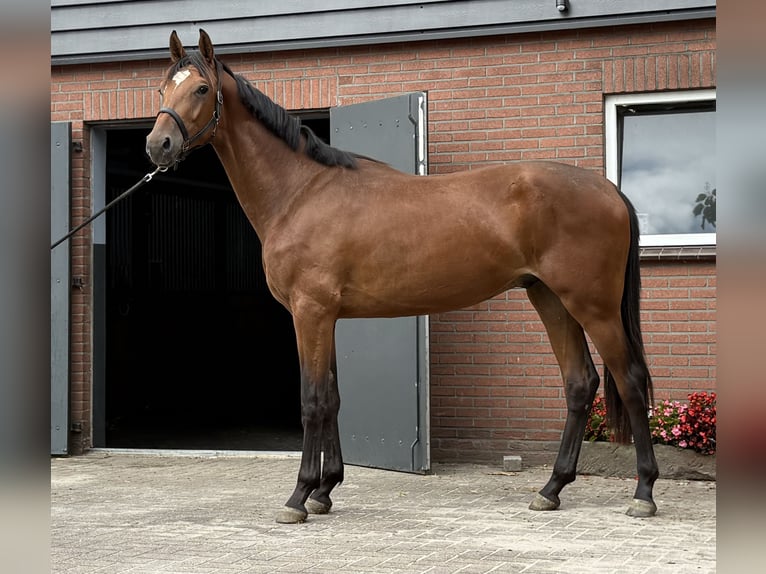 KWPN Hongre 2 Ans 170 cm Bai in Zieuwent