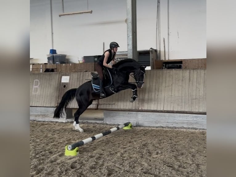 KWPN Hongre 3 Ans 152 cm Bai brun foncé in Hockenheim