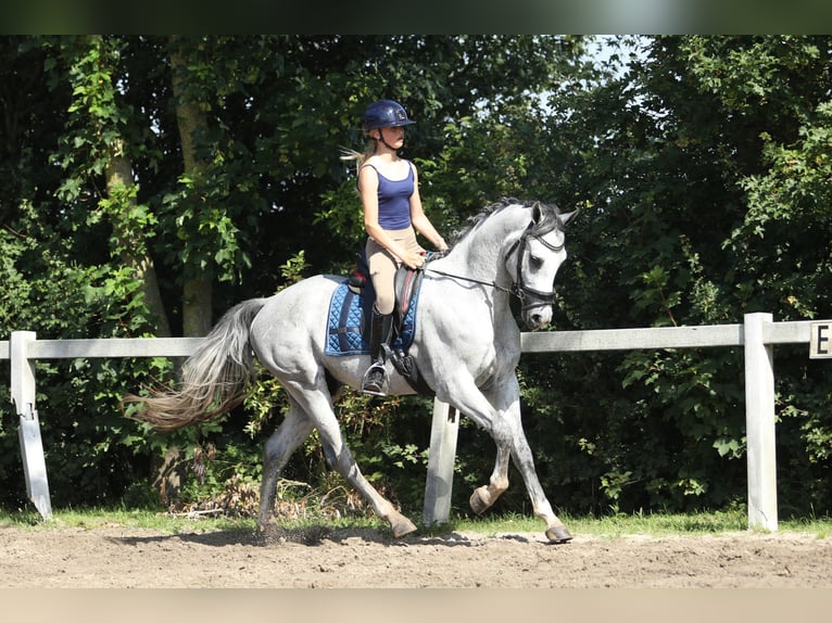 KWPN Hongre 3 Ans 161 cm Gris in Britswert