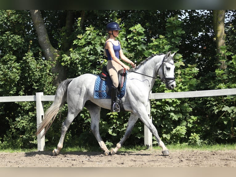 KWPN Hongre 3 Ans 161 cm Gris in Britswert
