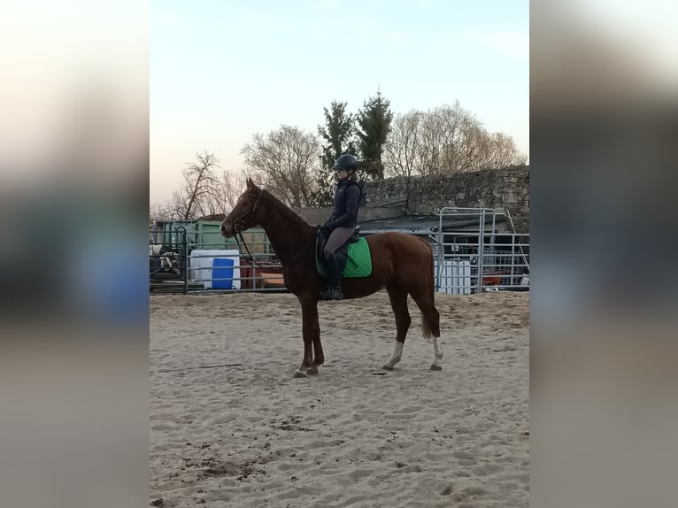 KWPN Hongre 3 Ans 162 cm Alezan in Mügeln