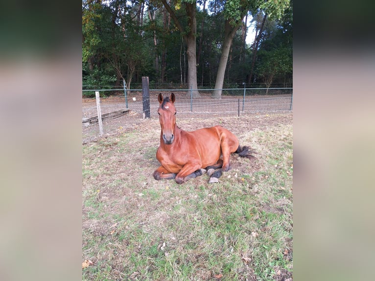 KWPN Hongre 3 Ans 162 cm Bai in baarlo