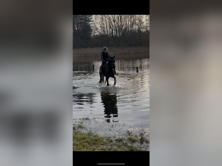 KWPN Hongre 3 Ans 162 cm Noir in Biddinghuizen