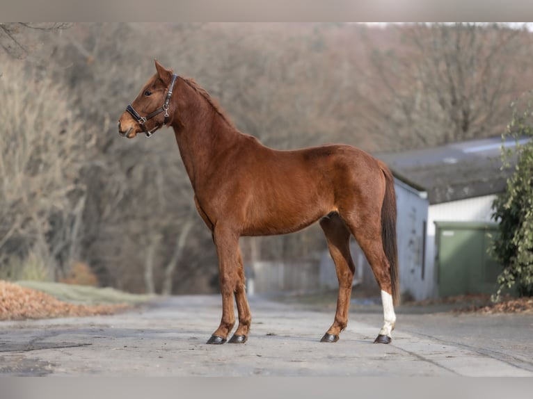 KWPN Hongre 3 Ans 163 cm Alezan in Windhagen