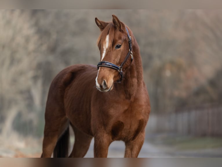 KWPN Hongre 3 Ans 163 cm Alezan in Windhagen