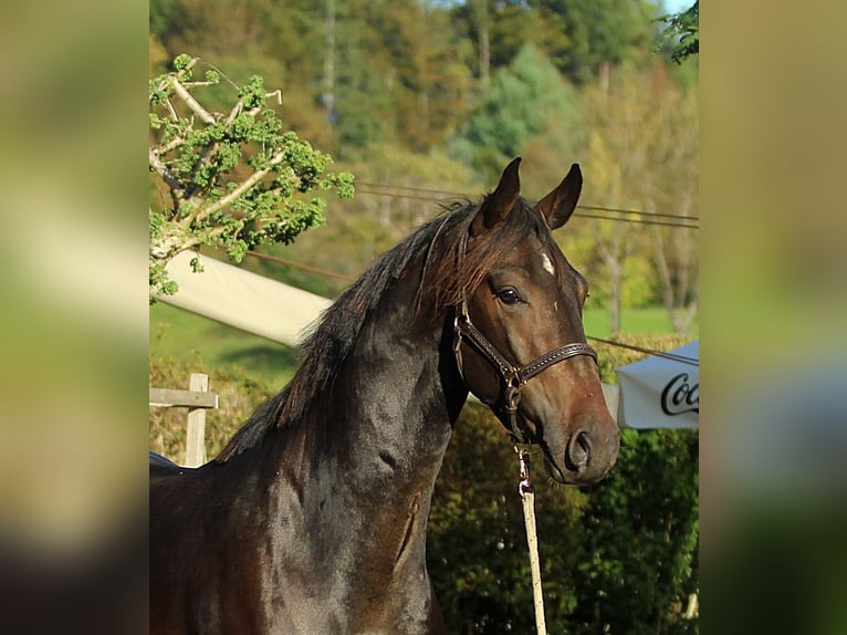 KWPN Hongre 3 Ans 163 cm Bai in Kamnik