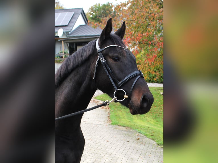 KWPN Hongre 3 Ans 163 cm Bai brun foncé in Osterburken