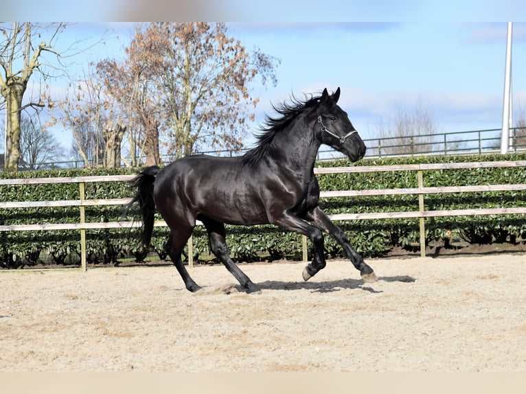 KWPN Hongre 3 Ans 163 cm Noir in IJsselstein