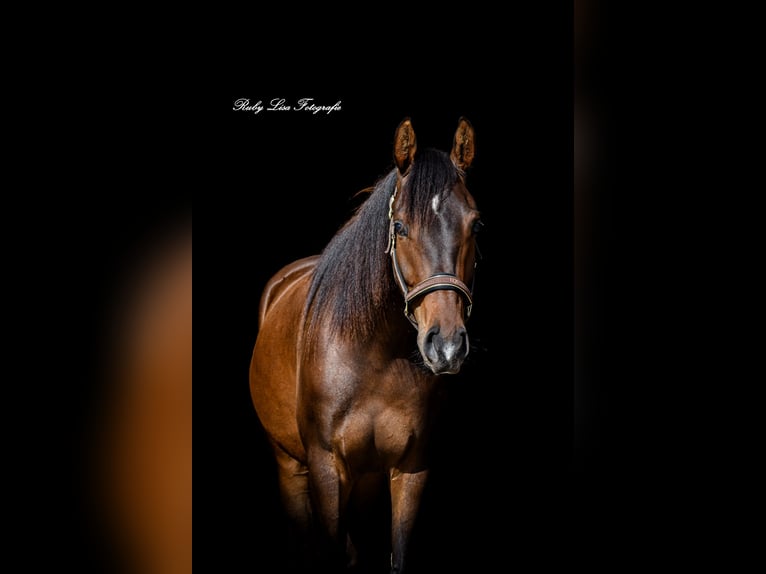 KWPN Hongre 3 Ans 164 cm Bai brun in Gouderak