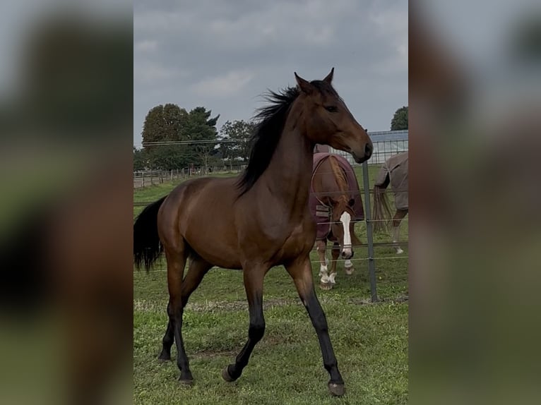 KWPN Hongre 3 Ans 164 cm Bai in Maasbree
