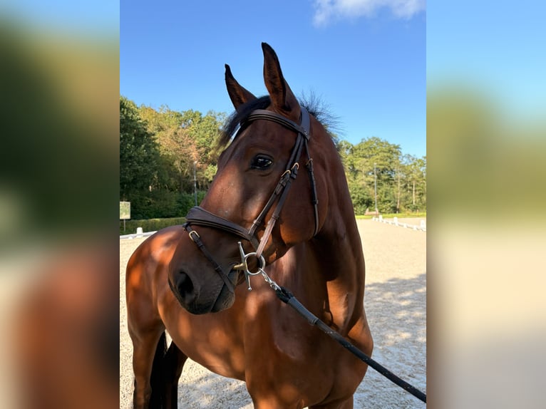 KWPN Hongre 3 Ans 164 cm Bai in Nijkerk