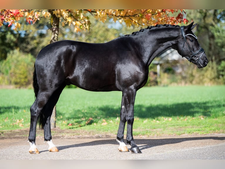 KWPN Hongre 3 Ans 164 cm Noir in Stramproy