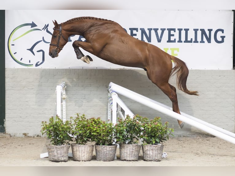 KWPN Hongre 3 Ans 165 cm Alezan brûlé in Heerde
