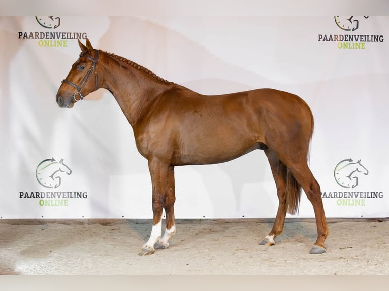 KWPN Hongre 3 Ans 165 cm Alezan brûlé in Heerde