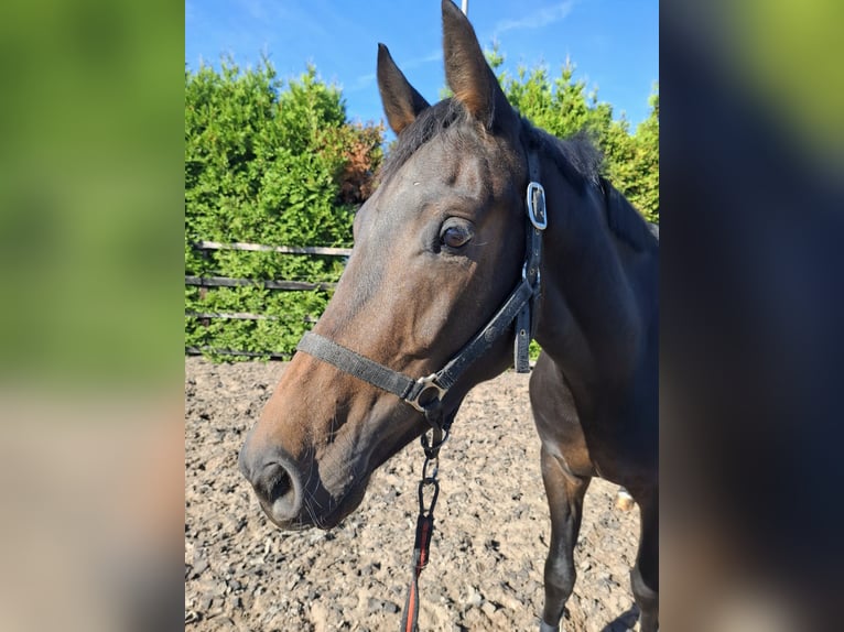 KWPN Hongre 3 Ans 165 cm Bai brun in Dalfsen