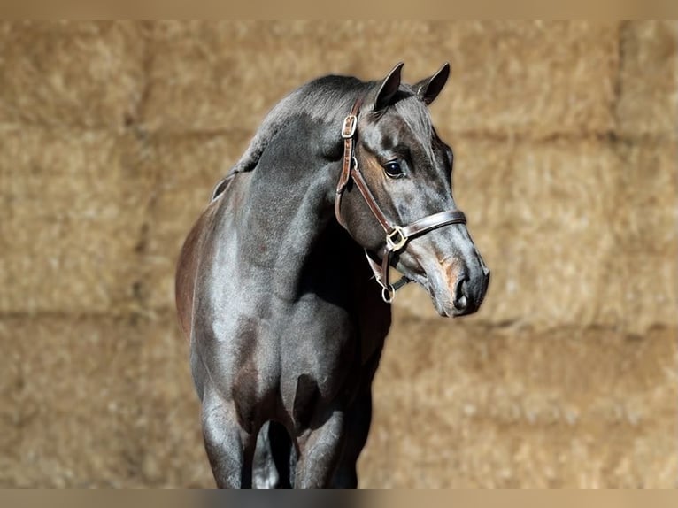 KWPN Hongre 3 Ans 165 cm Bai brun foncé in Moergestel