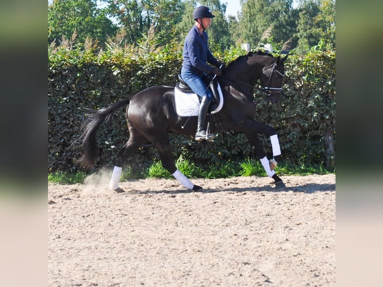 KWPN Hongre 3 Ans 165 cm Bai brun foncé in Prinsenbeek