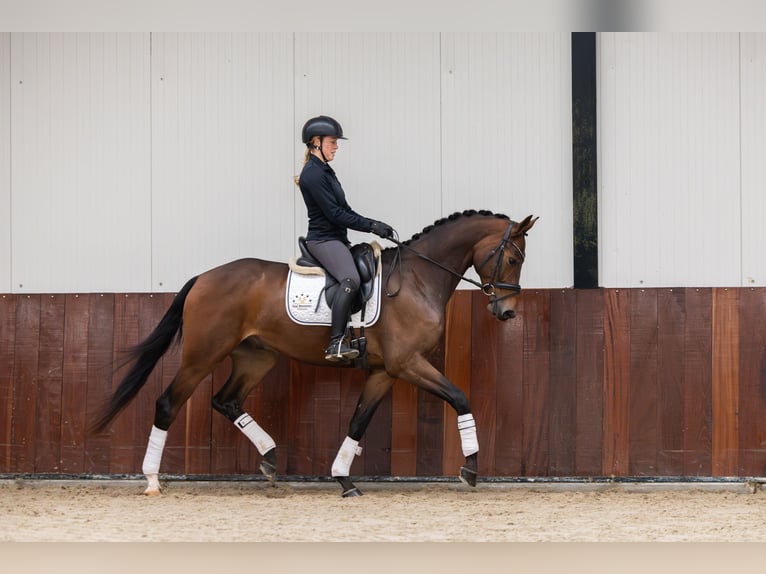 KWPN Hongre 3 Ans 165 cm Bai in Gieten