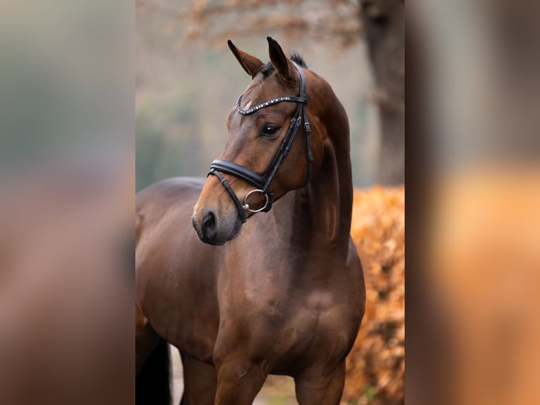 KWPN Hongre 3 Ans 165 cm Bai in Gieten