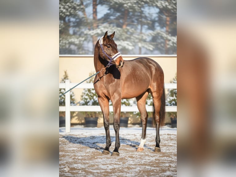 KWPN Hongre 3 Ans 165 cm Bai in Mor