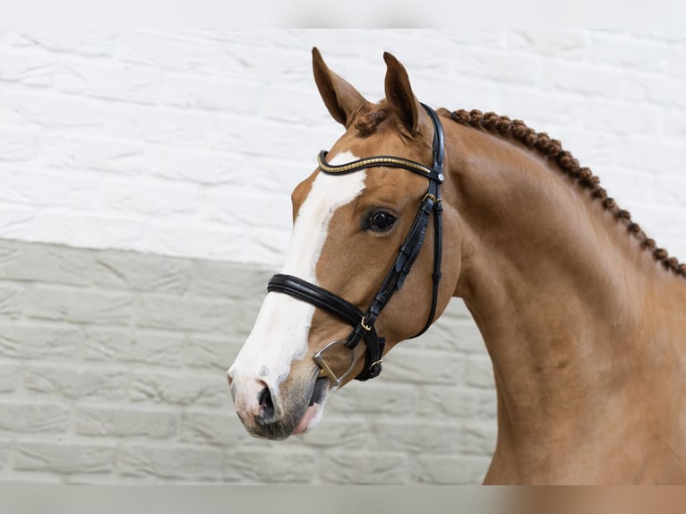 KWPN Hongre 3 Ans 165 cm  in Heerde