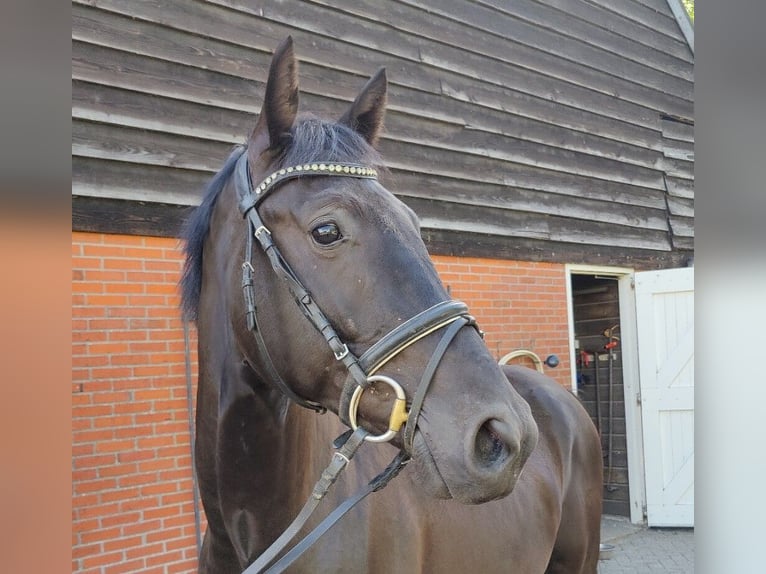 KWPN Hongre 3 Ans 165 cm Noir in Donderen