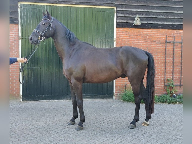 KWPN Hongre 3 Ans 165 cm Noir in Donderen