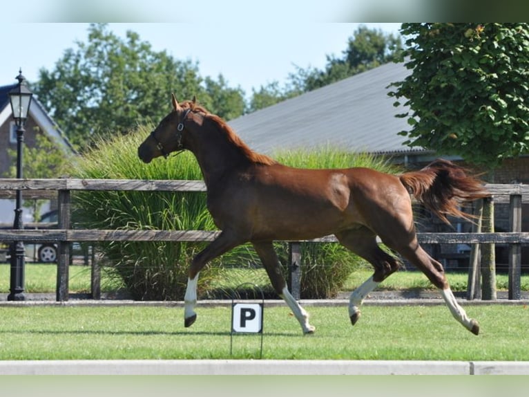 KWPN Hongre 3 Ans 167 cm Alezan in Lunteren