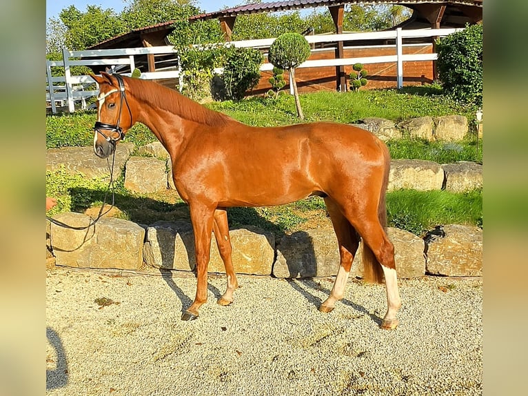 KWPN Hongre 3 Ans 167 cm Alezan in Tauberrettersheim