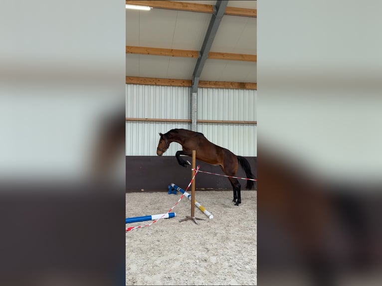 KWPN Hongre 3 Ans 167 cm Bai in Swalmen