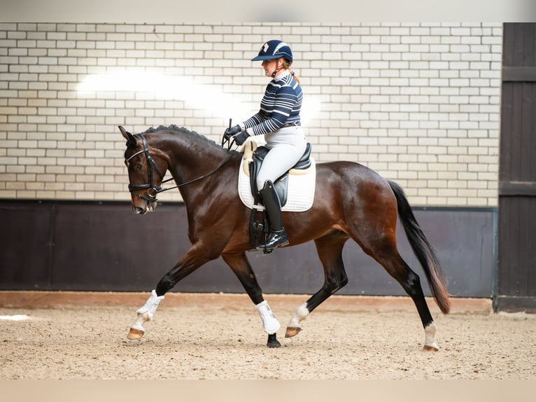 KWPN Hongre 3 Ans 167 cm Bai in Helenaveen