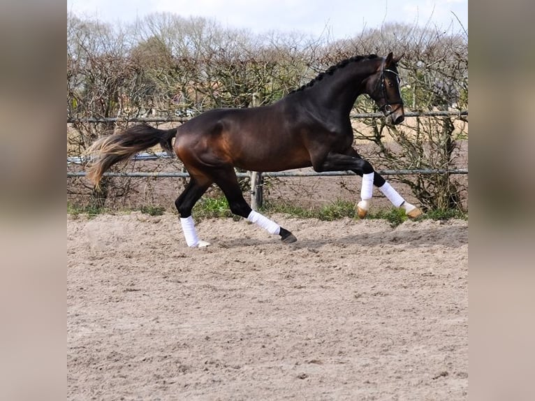 KWPN Hongre 3 Ans 167 cm Bai in Prinsenbeek