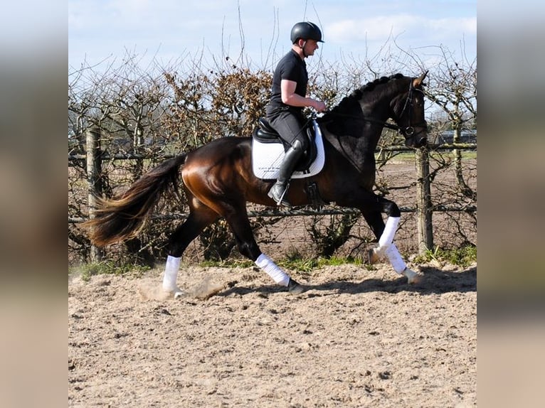 KWPN Hongre 3 Ans 167 cm Bai in Prinsenbeek