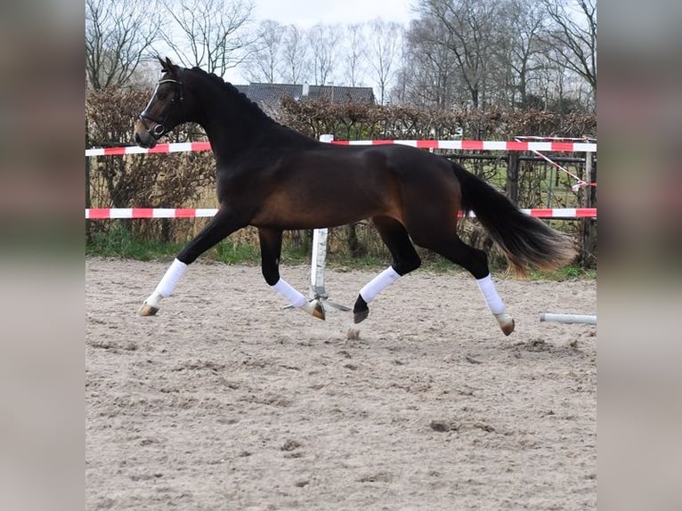 KWPN Hongre 3 Ans 167 cm Bai in Prinsenbeek