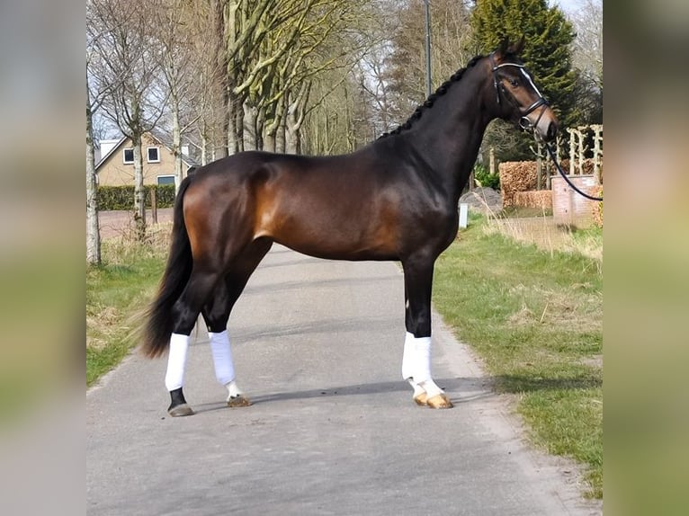 KWPN Hongre 3 Ans 167 cm Bai in Prinsenbeek