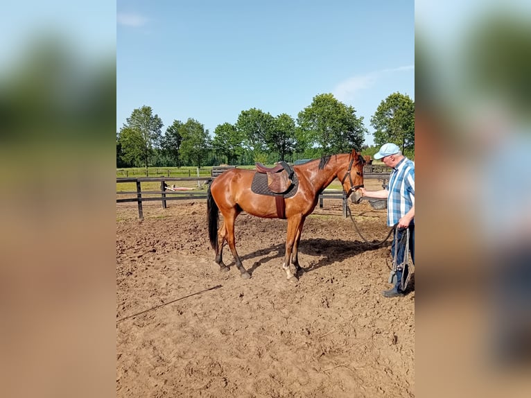 KWPN Hongre 3 Ans 167 cm Bai in Baak