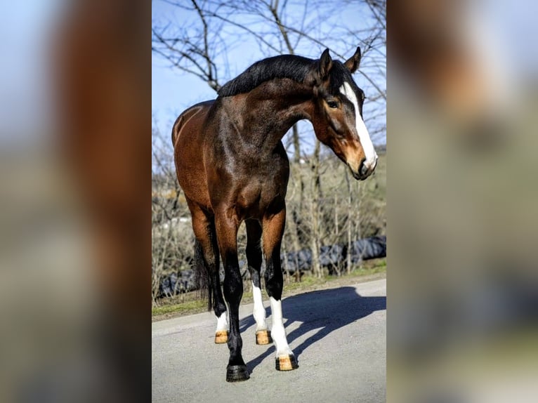 KWPN Hongre 3 Ans 167 cm Bai in Hódmezővásárhely