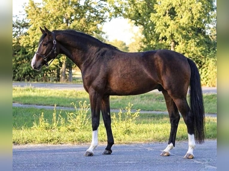 KWPN Hongre 3 Ans 167 cm Bai in Hódmezővásárhely