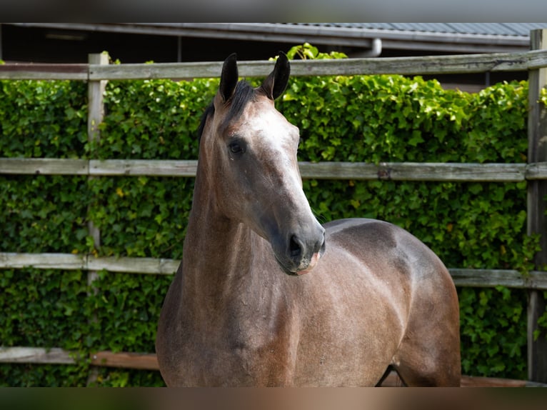 KWPN Hongre 3 Ans 167 cm Gris in Waddinxveen