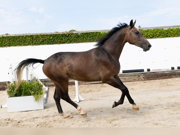 KWPN Hongre 3 Ans 167 cm Gris in Waddinxveen