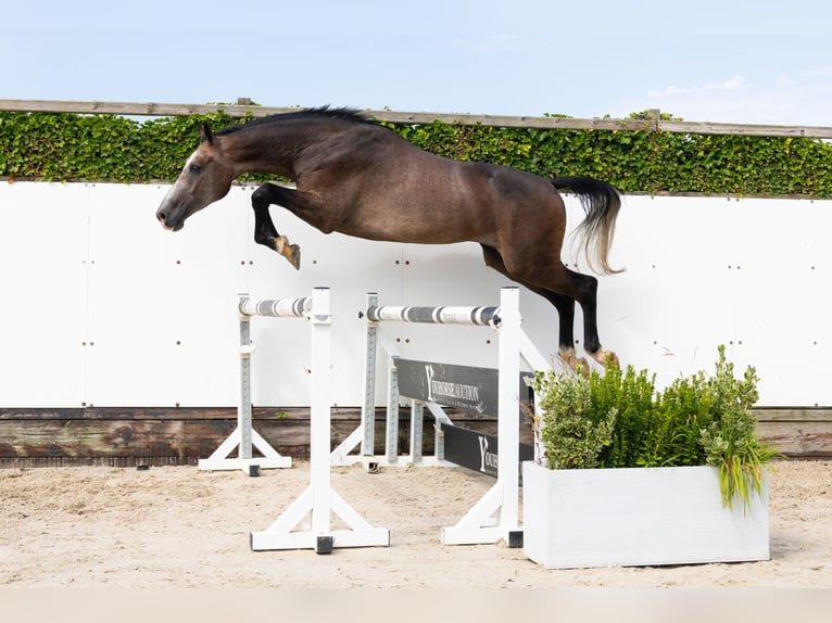 KWPN Hongre 3 Ans 167 cm Gris in Waddinxveen