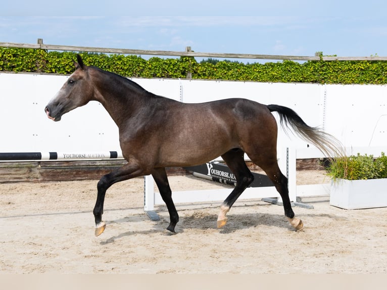 KWPN Hongre 3 Ans 167 cm Gris in Waddinxveen