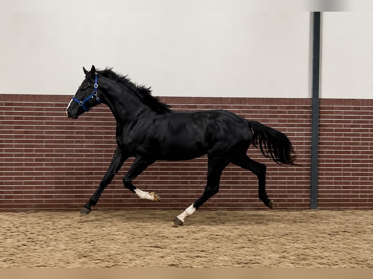 KWPN Hongre 3 Ans 167 cm Noir in Königsbach-Stein