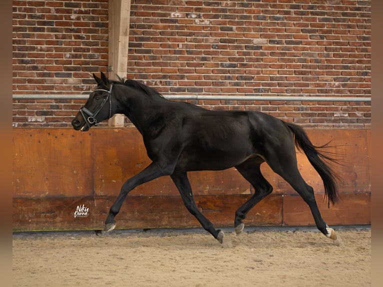 KWPN Hongre 3 Ans 167 cm Noir in Haaksbergen