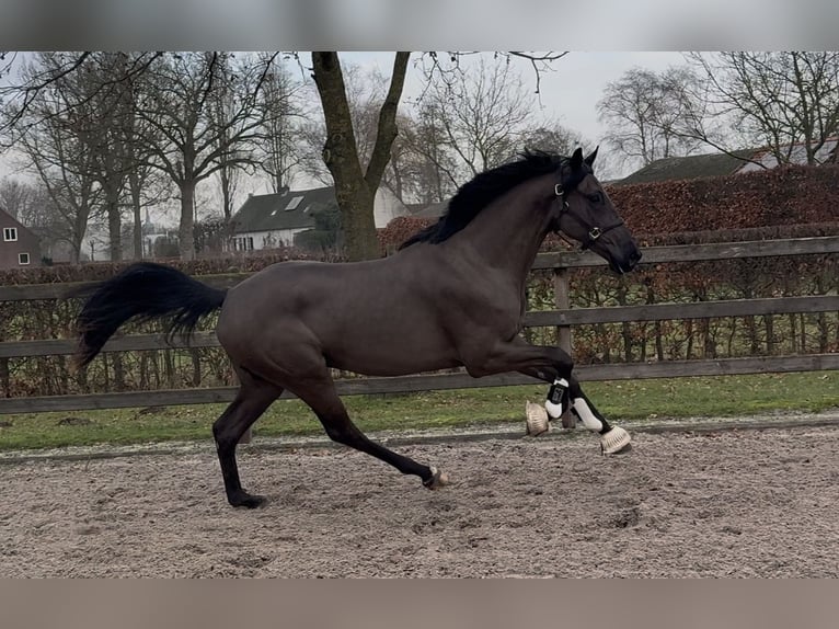 KWPN Hongre 3 Ans 167 cm Noir in Moergestel