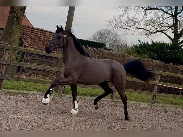 KWPN Hongre 3 Ans 167 cm Noir in Moergestel