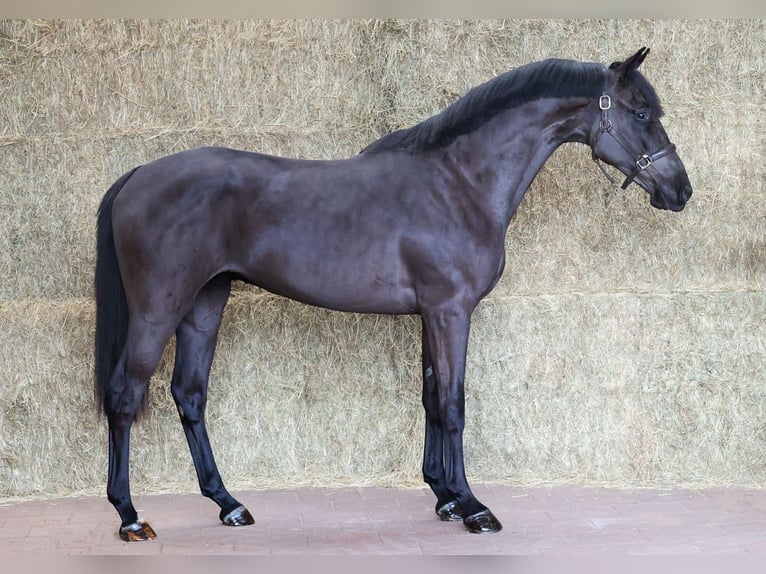 KWPN Hongre 3 Ans 167 cm Noir in Moergestel