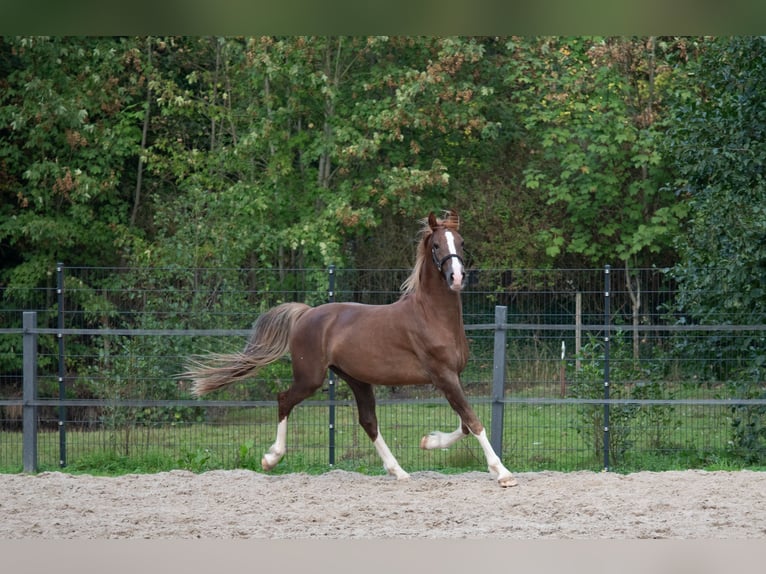 KWPN Hongre 3 Ans 168 cm Alezan brûlé in Varel