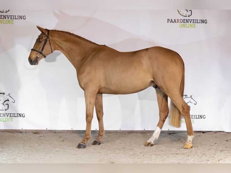 KWPN Hongre 3 Ans 168 cm Alezan brûlé in Heerde