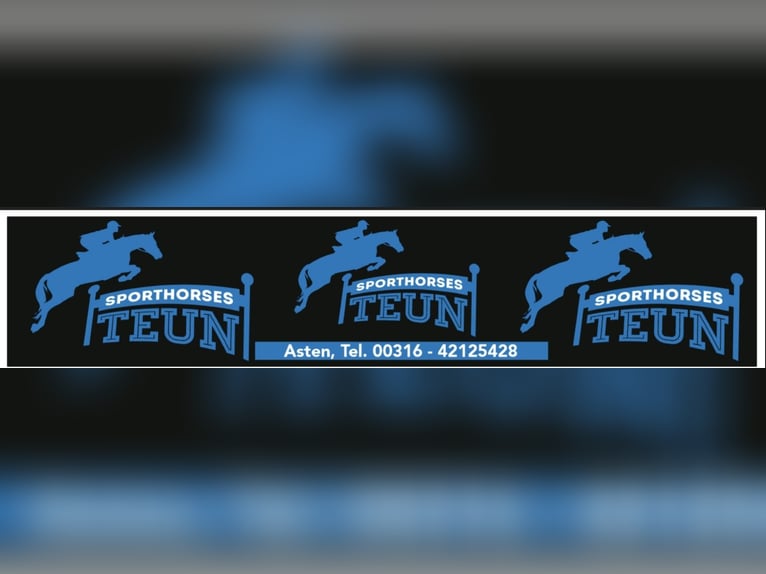 KWPN Hongre 3 Ans 168 cm Alezan in Asten